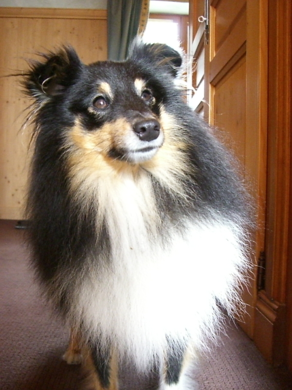 my pet / dog Fritz 